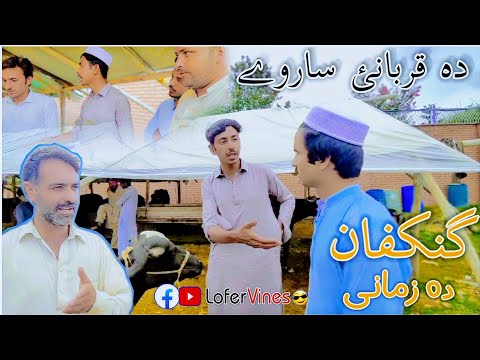 Gankafan da zamani |دہ قربانئ ساروے |Lofer vines |Qurbani, |