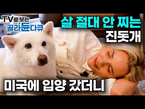 한국인들도 진도 살찐 거 처음 본다. 미국 가서 토실토실해진 진돗개｜가장 바르게 행동하는 강아지 1위｜이 개에겐 초능력이 있다. 전 세계를 홀린 한국 토종견｜다큐프라임｜#골라듄다큐