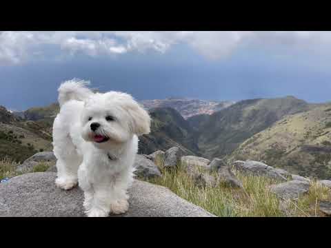 TRAVELING MADEIRA WITH MALTESE PUPPY ❤️ HOW HARD WAS IT?