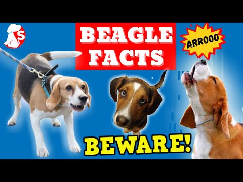 beagle fogyás tippek legjobb zsírégető tea 2022