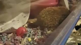 Goodnight norma 🌙❤