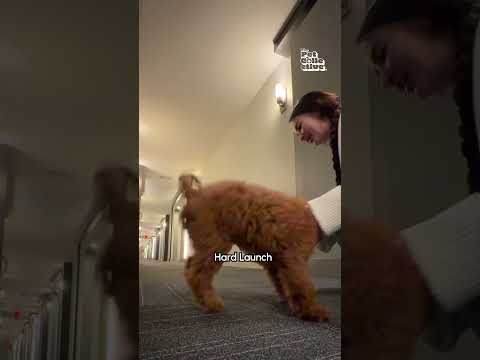 Top 10 des vidéos hilarantes d'animaux de compagnie !