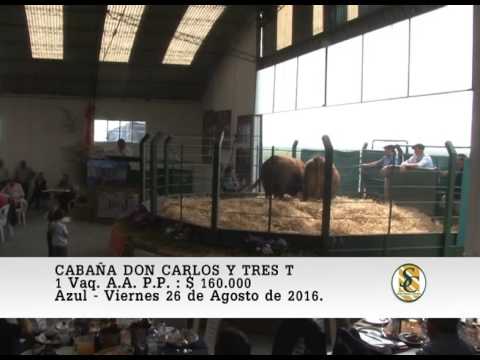 26-08-16 Venta de Vaquillonas A.A. P.P. - Cabaña Don Carlos y Tres T - Azul.
