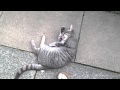 Grey Tabby Cat Rolling Around Outside