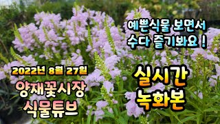 2022년 8월 27일 토요일   예쁜식물들 보면서 수다즐겨봐요   #양재꽃시장 #식물튜브