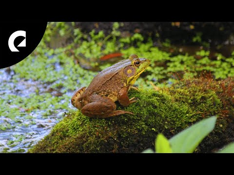 2 Hours of Frog Sounds 🐸 Insects, Crickets and Wind Ambience for Focus and Relax