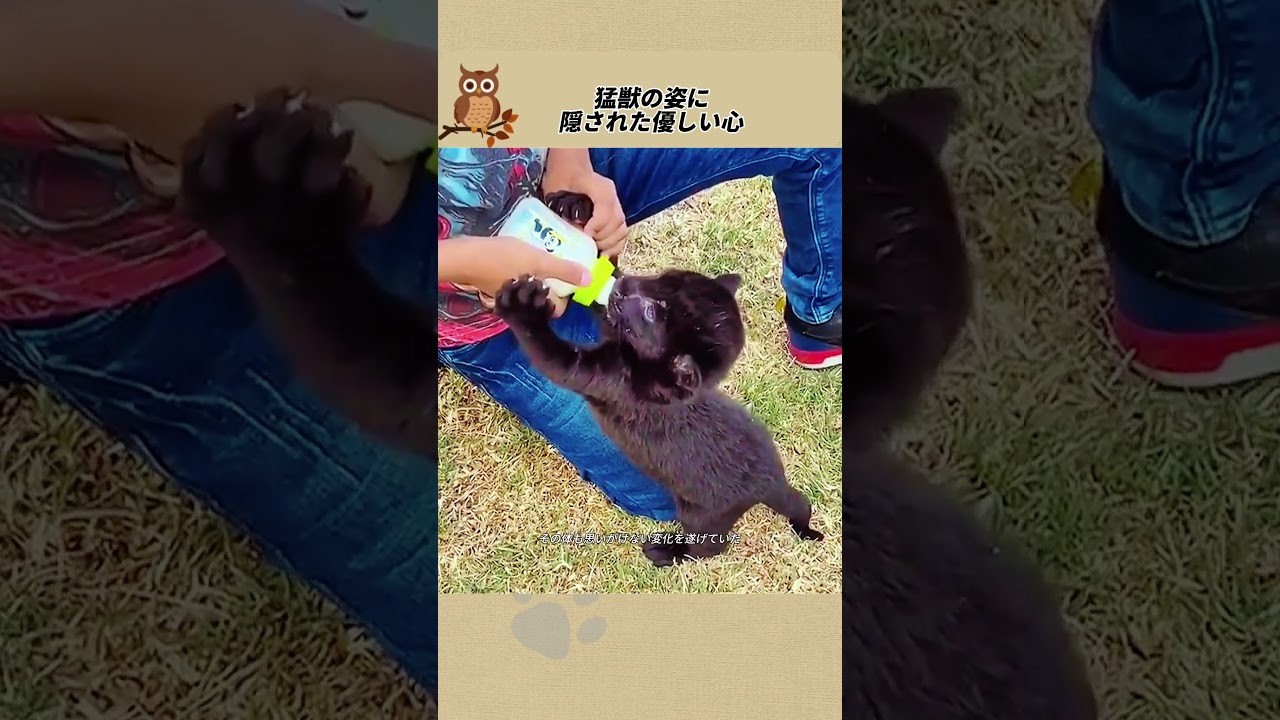 猛獣の姿に隠された優しい心 #感動ストーリー  #感動の館  #ペットストーリー