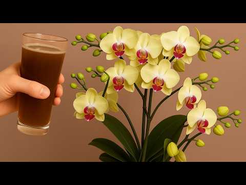 Pour 1 Cup per week! Orchids create new roots and flowers immediately