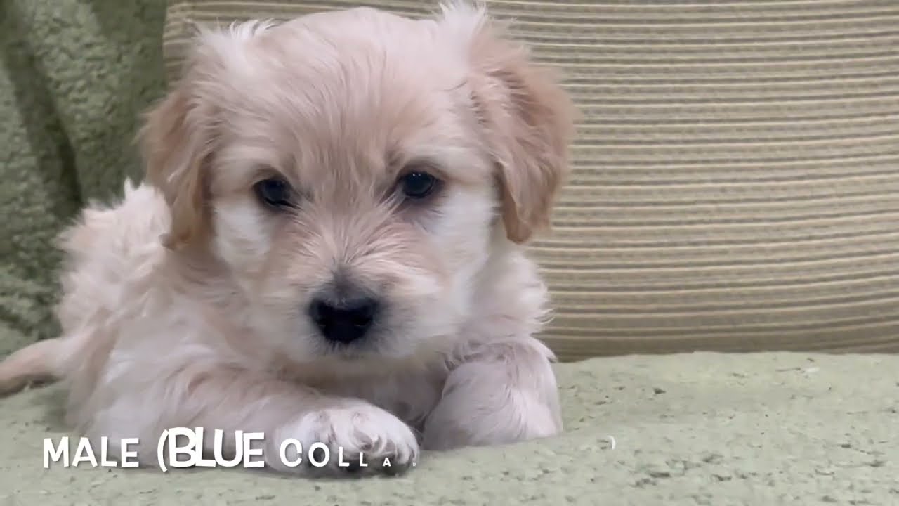 Enlarge Tinkerbelle's Puppy (Radish), an adoptable mixed breed in Dayville, CT video 1/6