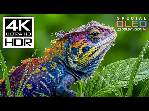 Masterpiece of 4K HDR 60FPS🌿Dolby Vision 8K/4K Video TV