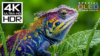 Download lagu Masterpiece of 4K HDR 60FPS🌿Dolby Vision 8K/4K Video TV mp3