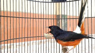 Download lagu ANTI LELET dan BIKIN CEPAT GACOR hanya dengan ditempelakn video murai batu ini mp3 Download lagu ANTI LELET dan BIKIN CEPAT GACOR hanya dengan ditempelakn video murai batu ini mp3