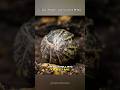 Roly Poly | The Pill Bug