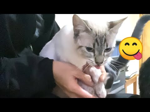 I trained my cat who start sucking on arm themselves when her gets excited... LOL!