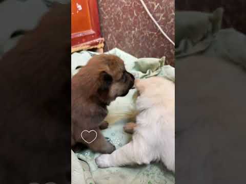 anjing lucu dan imut #viralvideo #shortvideo #anjinglucu #shorts #lucu