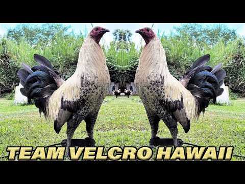 TEAM VELCRO !! Beautiful Show Birds Hawaii