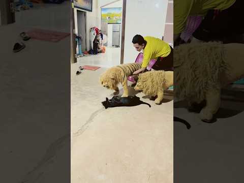 Funny content a fake lion and tiger prank a dog #funny #fun #comedy #shorts #viral #prank