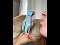 ADORABLE Parrot Chats with Pet Parent!