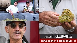 Cavalchina: La degustazione dell'uva Trebbianello