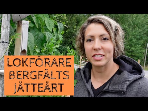 LOKFÖRARE BERGFÄLTS JÄTTEÄRT - Mitt supertips om du gillar sockerärtor i trädgården