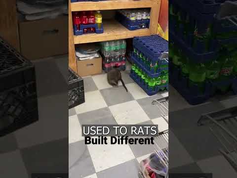 A giant RAT in NYC goes VIRAL