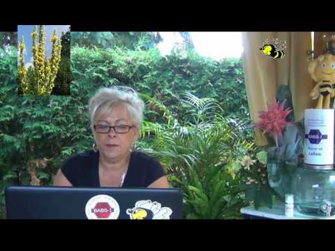 Honigmann - Nachrichten vom 13.  Juli 2017 – Nr.  1133