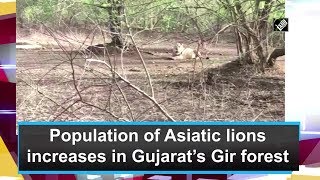 Population of Asiatic lions increases in Gujarat Gir forest | DOWNLOAD THIS VIDEO IN MP3, M4A, WEBM, MP4, 3GP ETC