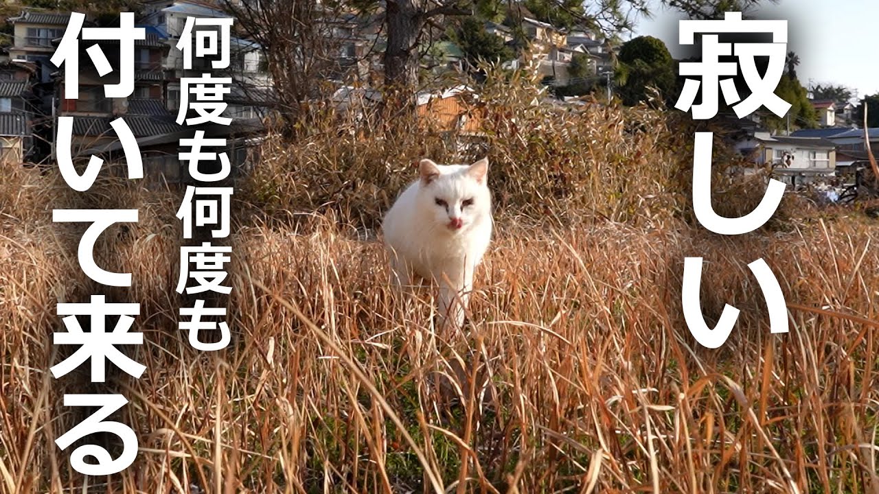 何度も何度も付いて来る野良猫がいた！その末路とは…