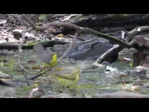 Horárik kanadský (Cardellina canadensis) — správanie, biotop a hlas