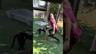 Video preview image #1 American Pit Bull Terrier-Unknown Mix Puppy For Sale in Pasadena, CA, USA