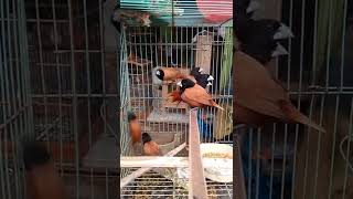 Download lagu Burung emprit BHM | jenis burung Pipit yg berwarna cantik mp3