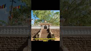 Download lagu How Did This Ancient Buddhist Tree Survive For 2300 Years? #Sri Maha Bodhi #Buddhism in Sri Lanka mp3