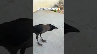 Bolnara Kavla😱| Viral Kavala | Palghar Kavla | Kavala | Talking Crow | Bolnara Kavla News | कावळा