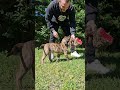 Perro de Presa Canario cachorro en venta
