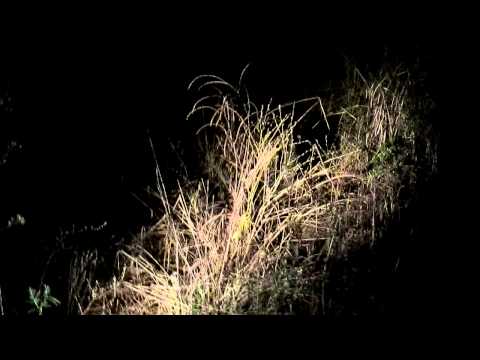 Leopard auf der Jagd -1-