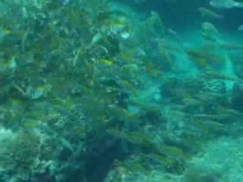 A swarm of tropical fish in Thailand
