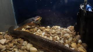 water snake vs bull frog