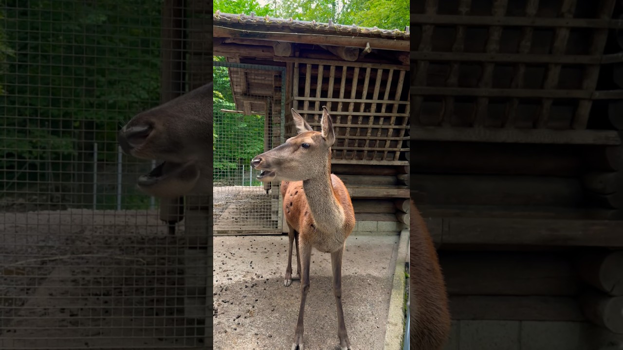 YouTube Short thumbnail