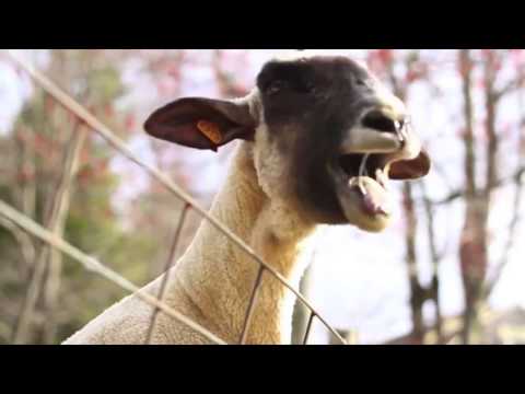 Loreen - Euphoria (Goat Remix)