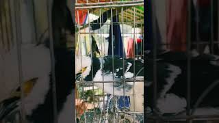 Download lagu Suara burung ini seperti tangisan bayi 😂 mp3