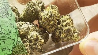 Cali Weed Strain Review 10 | Is this Indoor Truffle Runtz Worth the Top Shelf Price Tag