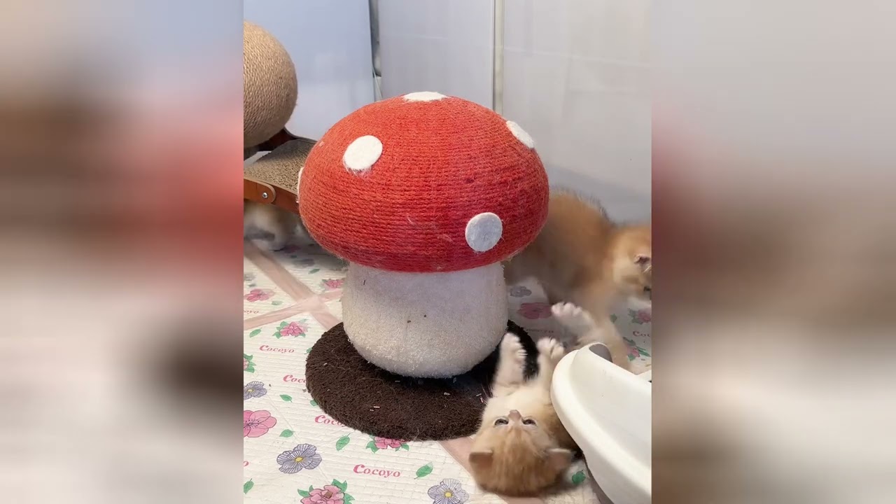 落ち込んでても、子猫がそばにいれば大丈夫。