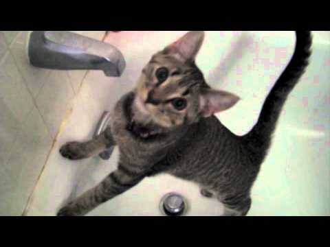 Squeaky Kitty - Sounds like a Guinea Pig