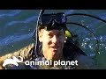 Steve Irwin Goes Diving With SEA SNAKES Crocodile Hunter Animal Planet