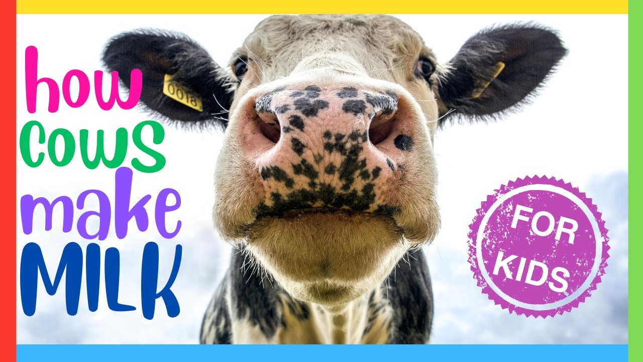 How Cows Make Milk: Simple Explanation 🥛