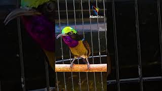 Download lagu KONIN ISIAN BELALANG EMAS ngoceh santai #Shorts mp3