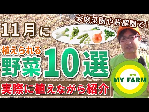  11月に植える果樹はどれですか?おいしい収穫のためのリストをご覧ください!  庭園