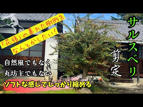 インドライラックの色あせた花は切ったほうがいいでしょうか？夏のサルスベリの剪定について知っておくべきことすべて  庭園