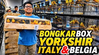 Download lagu UNBOX BOXING‼️YORKSHIRE Canary with ITALY and BELGIUM ring, BIG body... mp3 Download lagu UNBOX BOXING‼️YORKSHIRE Canary with ITALY and BELGIUM ring, BIG body... mp3