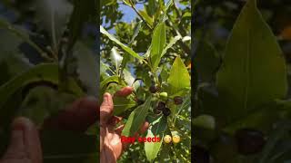 Who knew bay trees produce seeds which later drop and grow new plants 😳